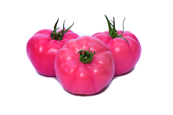 Gusto Pink F1